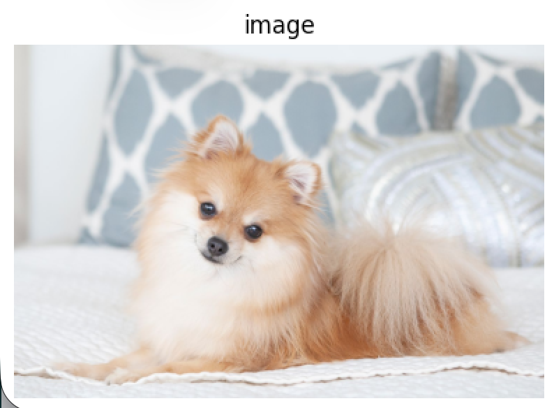 Original dog photograph